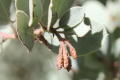 Arctostaphylos viscida mariposa