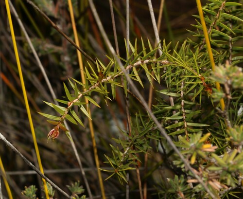 Image of Acacia saxicola by (c) Greg Tasney, some rights reserved (CC BY-SA)