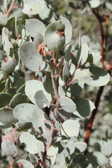Arctostaphylos viscida mariposa