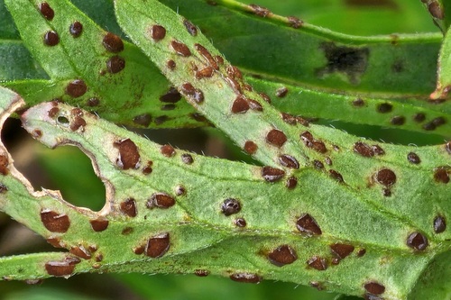 Geranium Rust