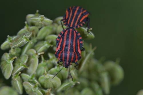 Graphosoma italicum italicum
