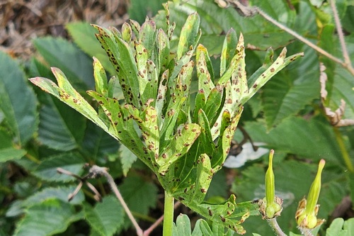Geranium Rust