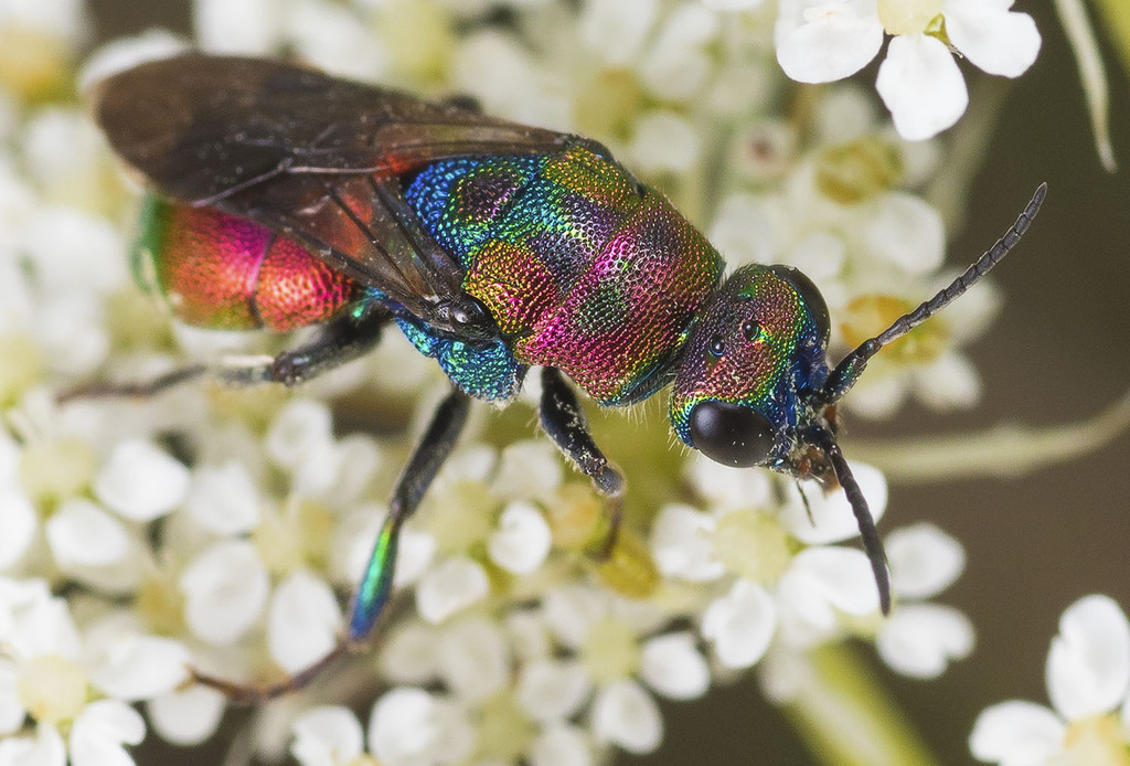 Hedychrum rutilans, photo 1 of 10