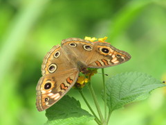 Junonia neildi varia