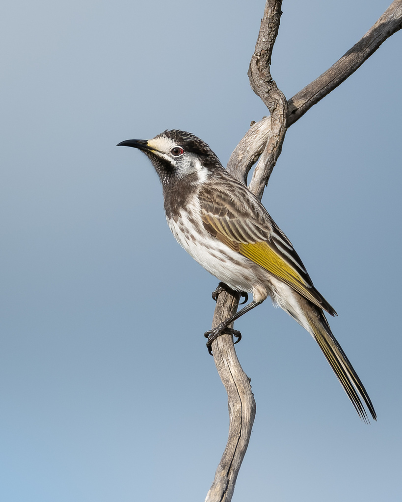 White-fronted Honeyeater (Purnella albifrons) photo