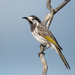 White-fronted Honeyeater - Photo (c) Ashley Anderson, some rights reserved (CC BY-NC-SA), uploaded by Ashley Anderson