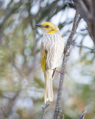 Yellow-Plumed Honeyeater photo 2