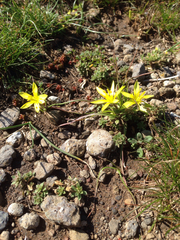 Gagea chlorantha