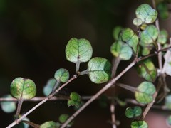 Coprosma spathulata spathulata