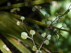 Coprosma spathulata spathulata