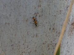 Chauliognathus imperialis