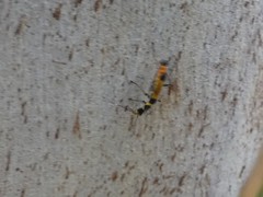 Chauliognathus imperialis