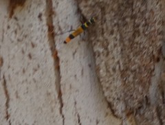 Chauliognathus imperialis