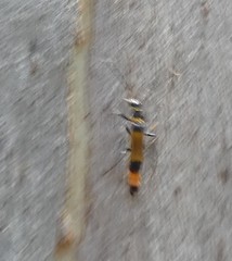 Chauliognathus imperialis