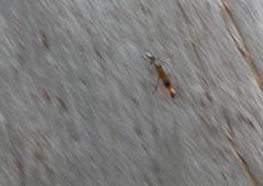 Chauliognathus imperialis