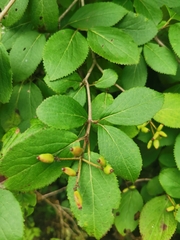 Viburnum burejaeticum, photograph Elena_Sherehora, CC BY, iNaturalist via GBIF