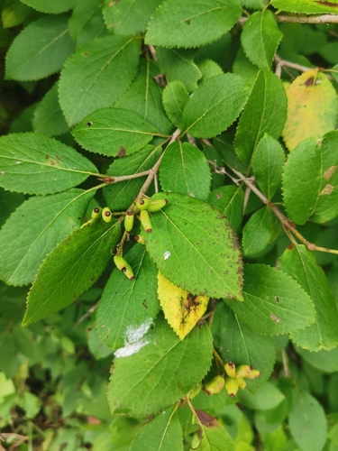 Viburnum burejaeticum, photograph 5