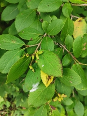 Viburnum burejaeticum, photograph Elena_Sherehora, CC BY, iNaturalist via GBIF