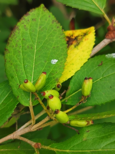 Image of Viburnum burejaeticum by (c) Elena_Sherehora, some rights reserved (CC BY)