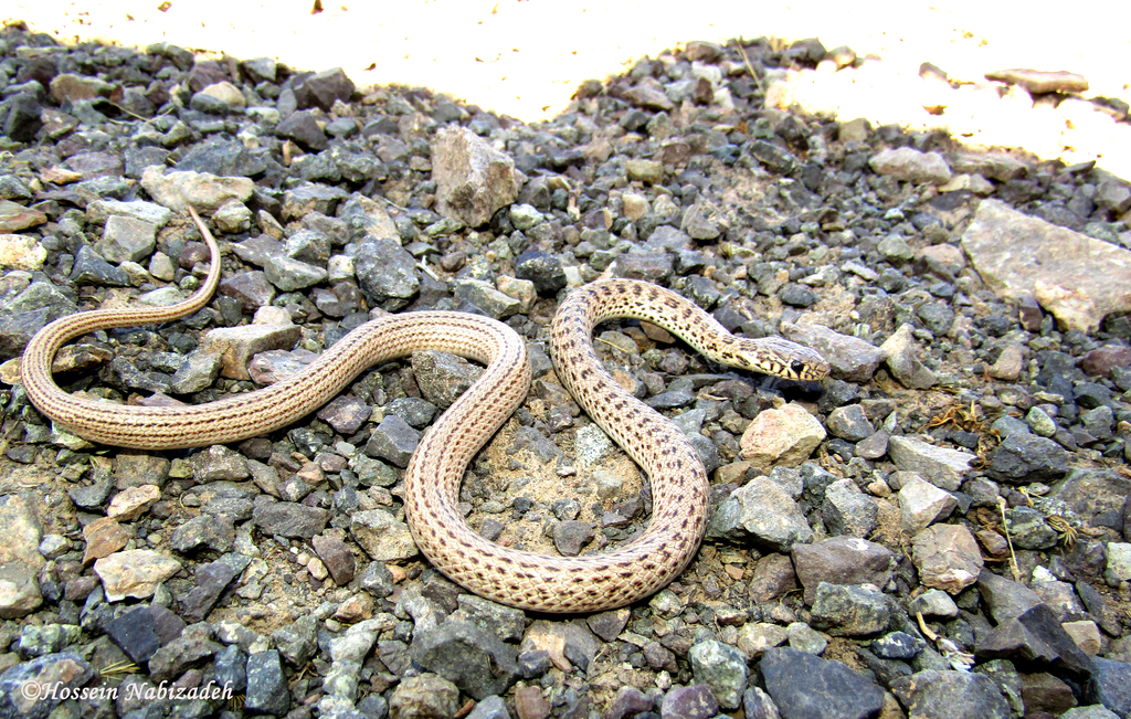 Dotted Dwarf Racer