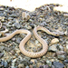 Dotted Dwarf Snake - Photo (c) hossein_nabizadeh, some rights reserved (CC BY-NC)