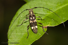 Probatiomimus signiferus