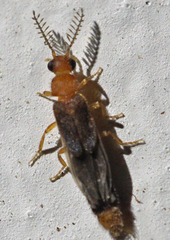 Distremocephalus opaculus