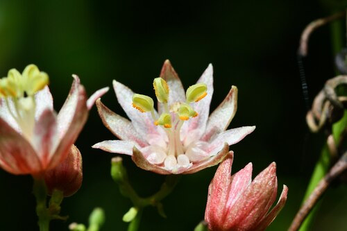 Illigera luzonensis iNat (3)