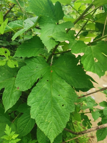 Image of Frambuesa De Hoja De Espino (Rubus crataegifolius) by (c) Elena_Sherehora, some rights reserved (CC BY)
