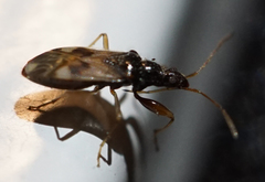 Pseudopamera nitidula