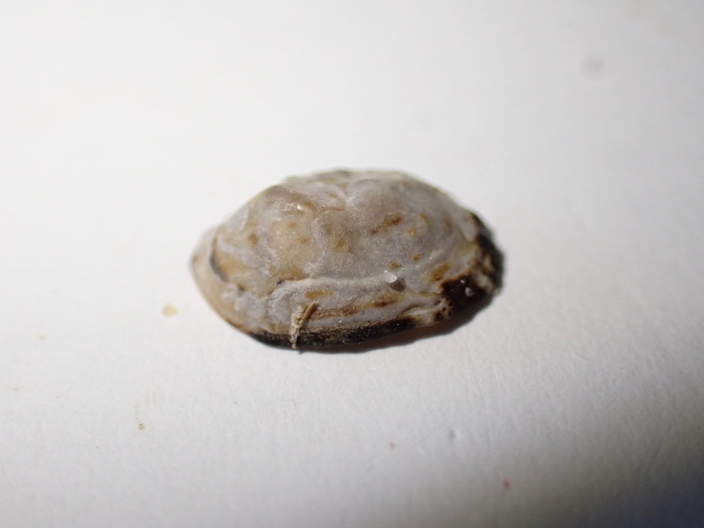 Pied limpet from Hastings Point NSW 2489, Australia on July 29, 2023 at ...