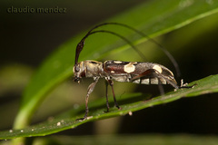 Probatiomimus signiferus