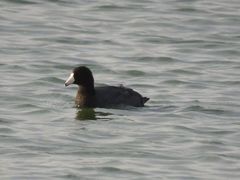 Fulica americana