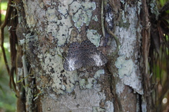 Hamadryas amphichloe