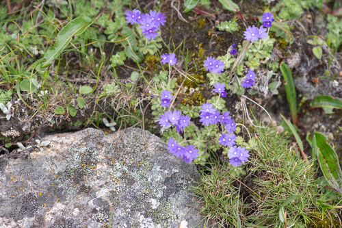 Primula primulina, photograph 5