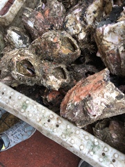 Austromegabalanus psittacus