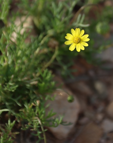 Image of Ursinia nana by (c) Tony Rebelo, some rights reserved (CC BY-SA)