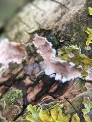 Eichleriella deglubens