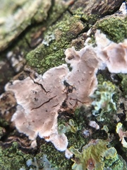 Eichleriella deglubens