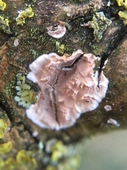 Eichleriella deglubens