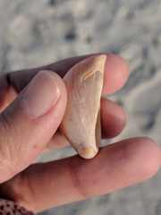Crepidula fornicata image