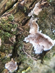 Eichleriella deglubens