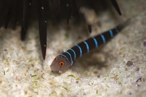 Nineline goby (Ginsburgellus novemlineatus) — Gobiidae