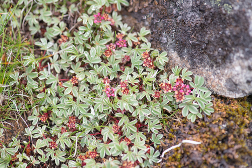 Potentilla purpurea, photograph 5
