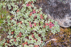 Potentilla purpurea, photograph Morten Ross, CC BY, iNaturalist via GBIF