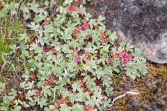 Potentilla purpurea, photograph Morten Ross, CC BY, iNaturalist via GBIF