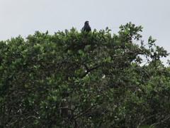 Buteogallus