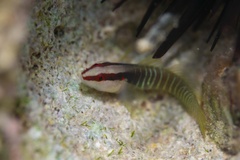 Greenbanded Goby photo 3