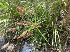 Cyperus lucidus