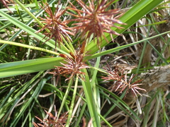 Cyperus lucidus